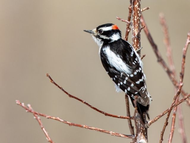 Downy Woodpecker holds onto a shrub