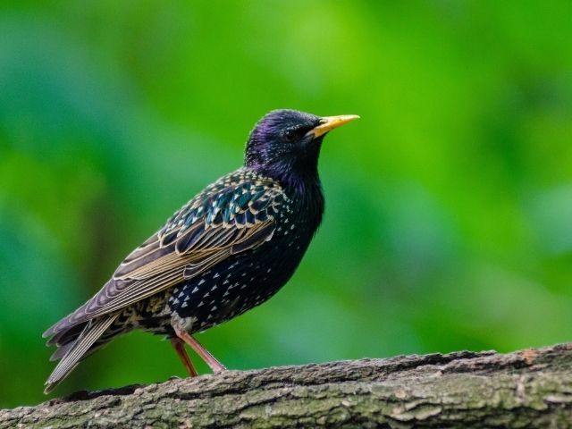 European Starling perched