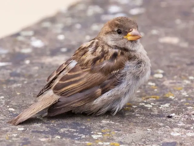 close up of a female House Sparrow