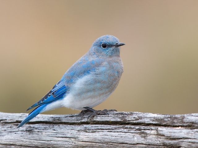 Mountain Bluebird