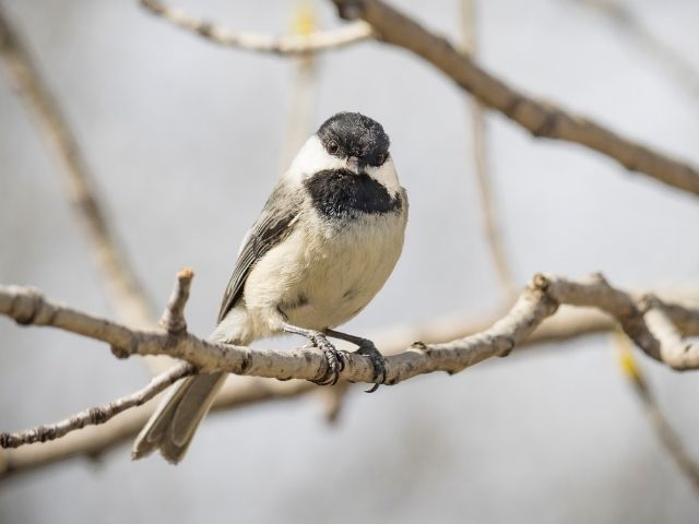 little Mountain Chikadee