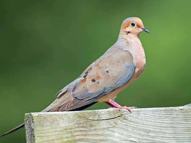 Mourning Dove on a wood
