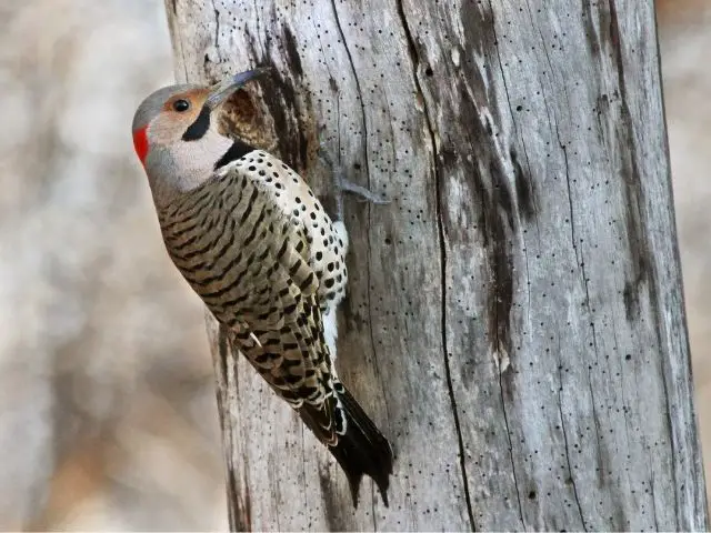 Northern Flicker in summer