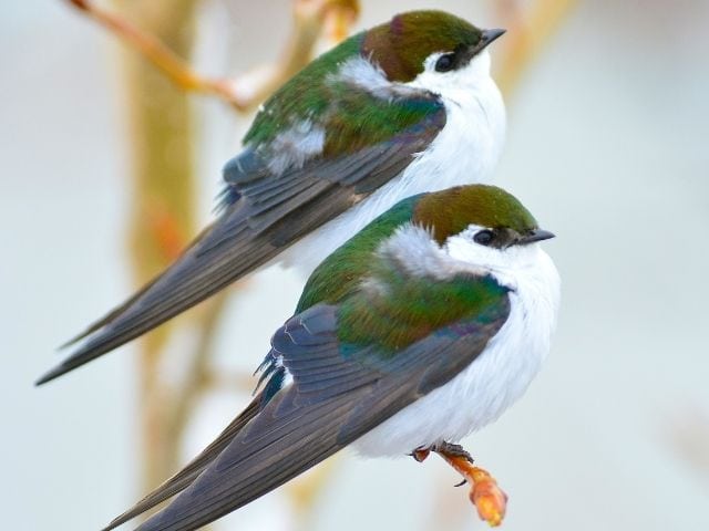 Violet-Green Swallow during winter