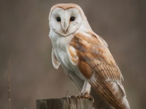 Barn Owl on a wood