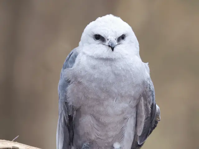 Mississippi Kite in Florida