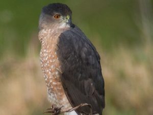 Coopers Hawk on a branch