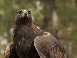 Golden Eagle looking up a tree