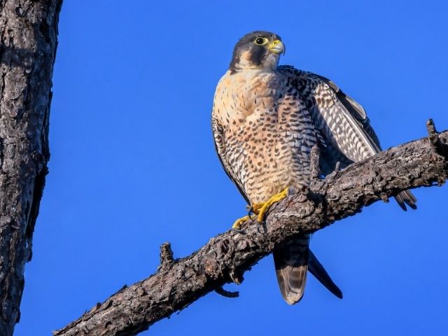 Peregrine Falcon on top of a tree
