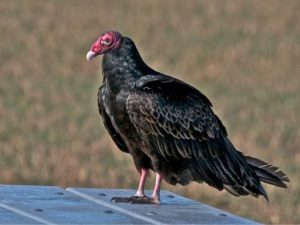 Turkey Vulture on the ground