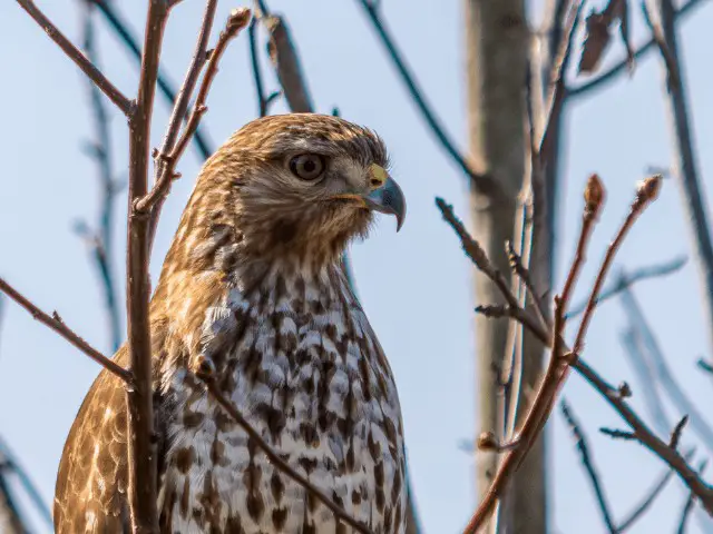 female Northern Harrier