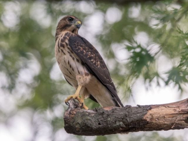 Broad Winged Hawk looking back