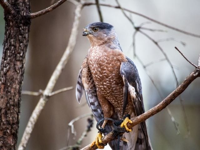 Coopers Hawk with a damaged beak