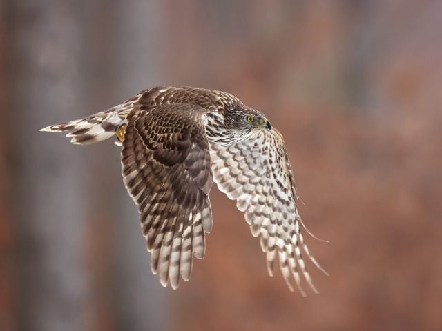 Northern Goshawk in mid flight