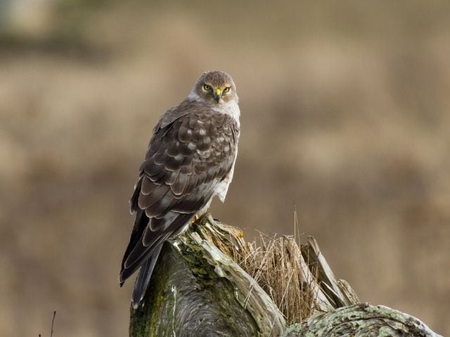 Northern Harrier on a wood