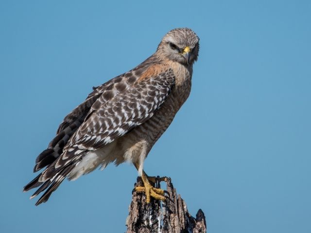 Red-Shouldered Hawk standing on a wood