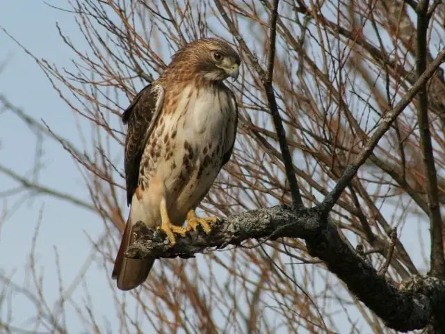 Red-Tailed Hawk on a dead branch