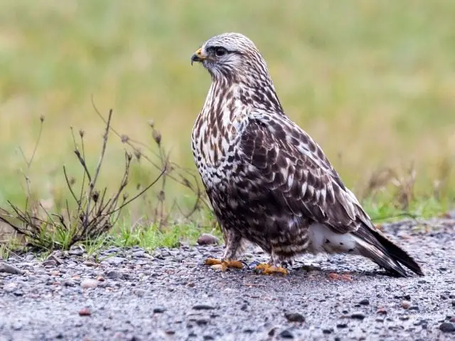 Rough Legged Hawk on the ground