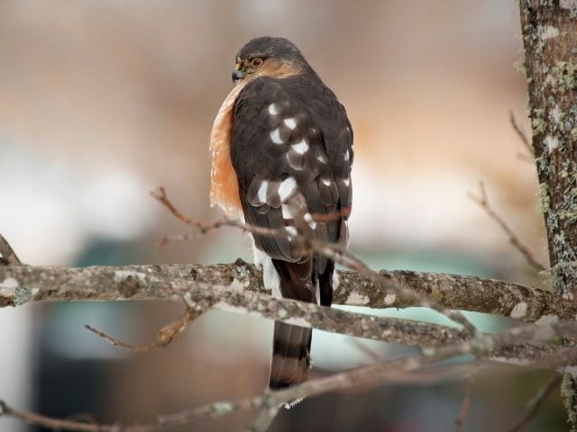 Sharp-Shinned Hawk