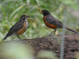 two American Robins on a fallen tree