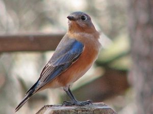 Eastern Bluebird orange and blue color