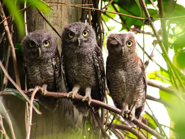 three young owls during daytime