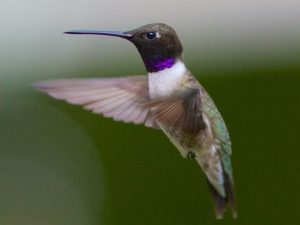 Black-Chinned Hummingbird in flight