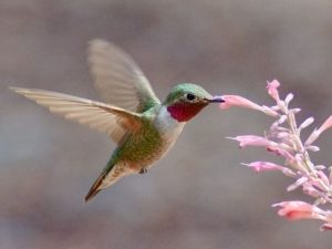 Broad Tailed Hummingbird feeding on a hummingbird mint