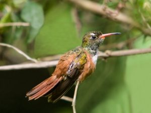 Buff Bellied Hummingbird