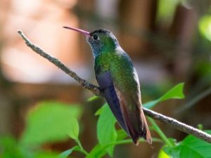 Buff Bellied Hummingbird perched on a twig