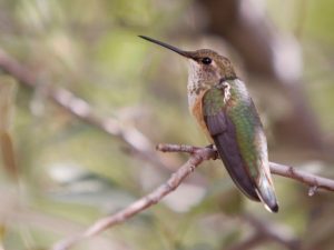 Calliope Hummingbird sitting on a branch