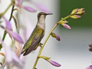 Ruby-Throated Hummingbird on a flower plant