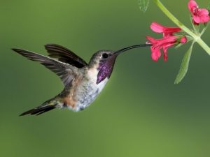Lucifer Hummingbird flying towards a flower