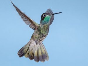 Magnificent Hummingbird flying in summer 