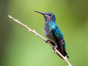 Mexican Violetear on a twig