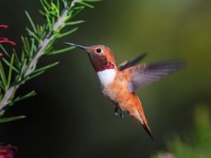 Rufous Hummingbird flying towards a plant