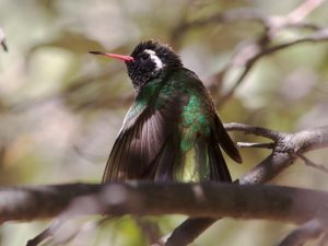 White Eared Hummingbird on a tree