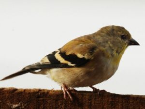 American Goldfinch perched on the branch