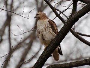Red-Tailed Hawk on the branch of a tree