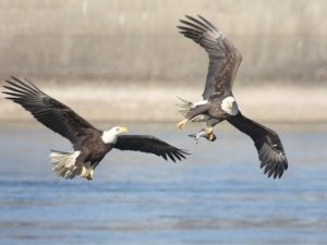 Bald Eagle hunting fish on the water