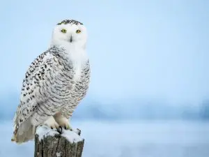 Snowy owl perched on the branch