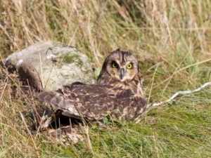 Short-Eared Owl resting on the ground