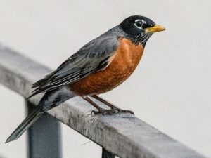 American Robin