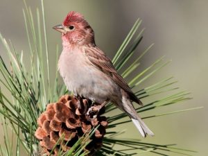 male Cassin’s Finch