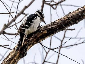 Hairy Woodpecker on a tree
