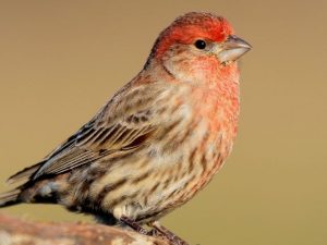 House Finch on a wood
