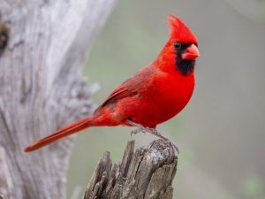 Northern Cardinal on top of a wood