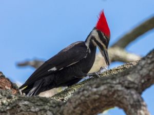 Pileated Woodpecker on a tree