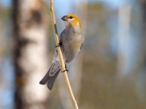 Female Pine Grosbeak