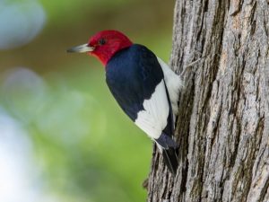 Red-Headed Woodpecker perched on a tree